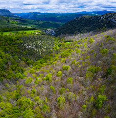 Fototapeta na wymiar Beech forest in springtime, Irias forest, San Pedro de Soba, Alto Ason, Soba Valley, Cantabria, Spain, Europe