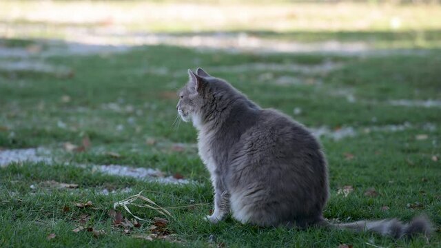 Gray fluffy cat on the grass