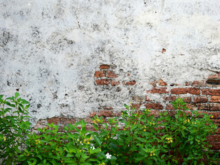 aged street brick wall with green plant