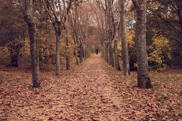 Camino en un parque en otoño 