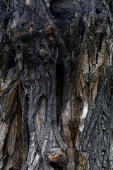The bark texture of the old Sophora tree