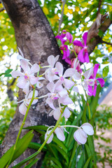 Beautiful bright pink orchids in Asian forests.