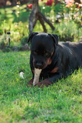Rottweiler dog chewing and playing with a bone in the summer outside.