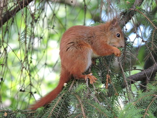 red squirrel on a tree