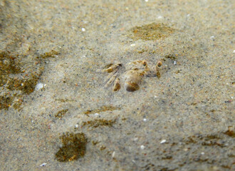 Ghost crab ( Ocypode ceratophthalmus ) hide in the sand beach at the sea