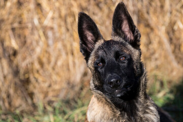Belgian Shepherd puppy close-up shot in nature.