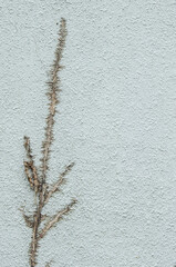 root of tree on old rough wall