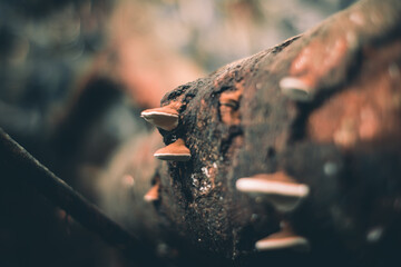 mushroom plant in the forest