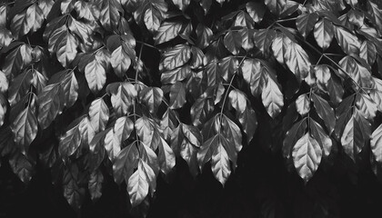 black and white leaf of tree in nature