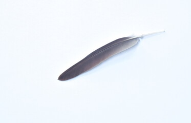 black and white bird feather on white background