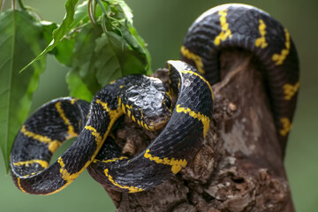 boiga snake dendrophilia in defensive mode, the gold-ringed cat snake,venomous snake