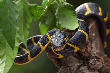Obraz premium boiga snake dendrophilia in defensive mode, the gold-ringed cat snake,venomous snake