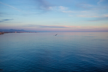 Obraz premium Flying Seagull at Beach Sunset at The Sea