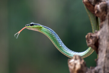 The beautiful bronzeback tree snake(Dendrelaphis formosus) on tree branch