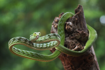 Naklejka premium The vine snakes (ahaetulla) with beautiful and vibrant colors , portrait of a snake, non venomous snake