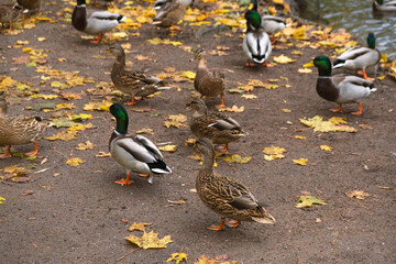 Fototapeta premium Wild ducks on the lake shore in the park, mallard, gray female and male ducks in the wild swim in the lake in autumn