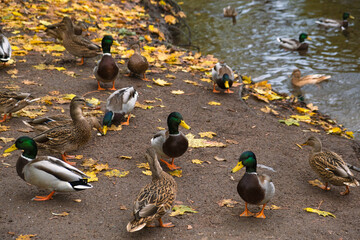 Wild ducks on the lake shore in the park, mallard, gray female and male ducks in the wild swim in the lake in autumn