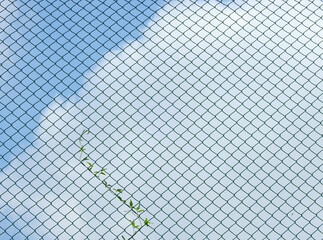 green ivy on wire mesh of fence with blue sky with cloud background