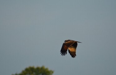 blue heron flying