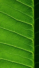 close up view of green plumeria leaf texture