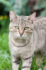 Outdoor mix bred tabby cat with yellow eyes