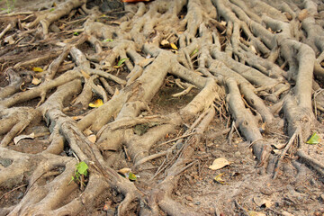 The root of the art that actually happens naturally.