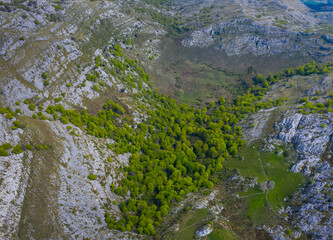 HOYAS o DOLINAS, Beech forest, Springtime, Astrana, Sierra de Hornijo, Alto Ason, Soba Valley, Cantabria, Spain, Europe