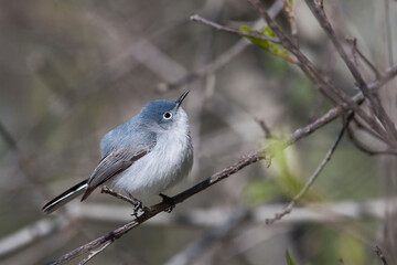 Blue-gray Gnatcatcher, Polioptila caerulea, on branch