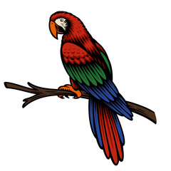 A colorful vector illustration of a parrot Ara isolated on white background.