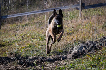 Belgian Shepherd puppy close-up shot in nature.