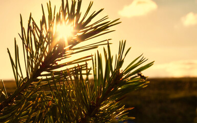 Plant at sunset with a sunburst at napoleonstein in jena in focus