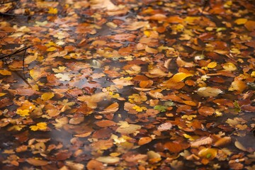 Autumn.