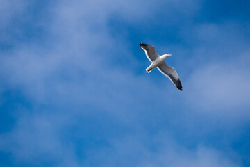 seagull in flight