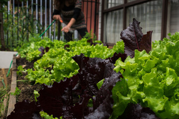 person working in the garden