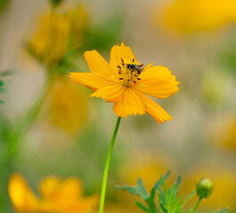 flowers and bee on bur background