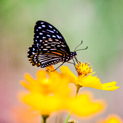 butterfly and flower on bur background
