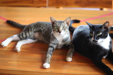 thai cat , old cat