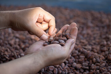 Man holding a selection of completed cocoa seeds and must be dried