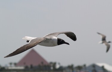 seagull in flight