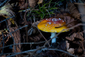 Forest mushrooms in nature, shot close-up macro photography.
