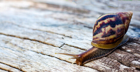 Snail animal on wood background