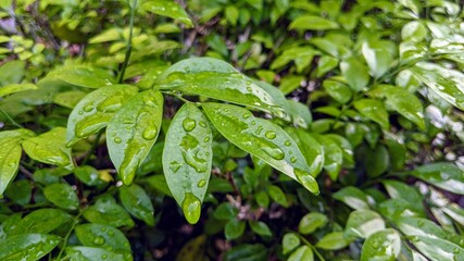 Nature green leaves with raindrop background texture