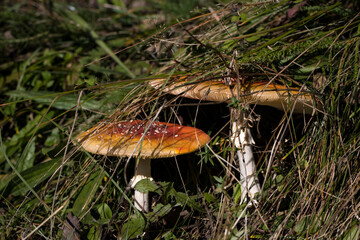 Forest mushrooms in nature, shot close-up macro photography.
