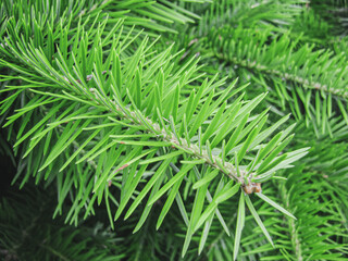 Green fresh Christmas tree branch close up
