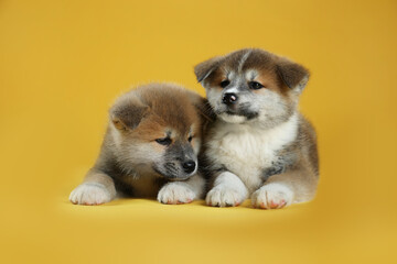 Adorable Akita Inu puppies on yellow background