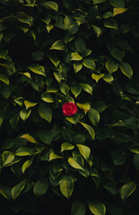 minimalistic red rose