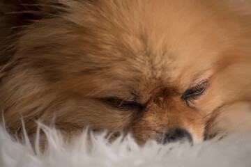 Closeup shot of a cute fluffy pomeranian puppy face