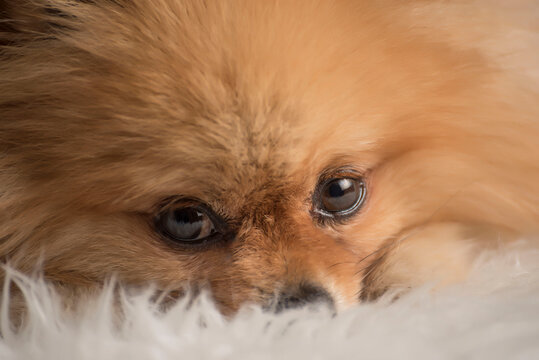 Closeup shot of a cute fluffy pomeranian puppy face