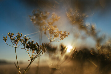 Green grass and flowers  under water dew drops sunny day light close-up. Sunrise summer meadow, tranquility and meditation 
