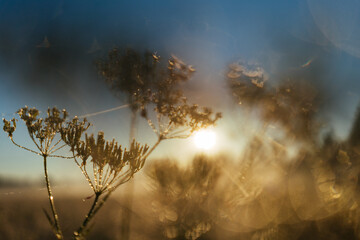 Green grass and flowers  under water dew drops sunny day light close-up. Sunrise summer meadow, tranquility and meditation 
